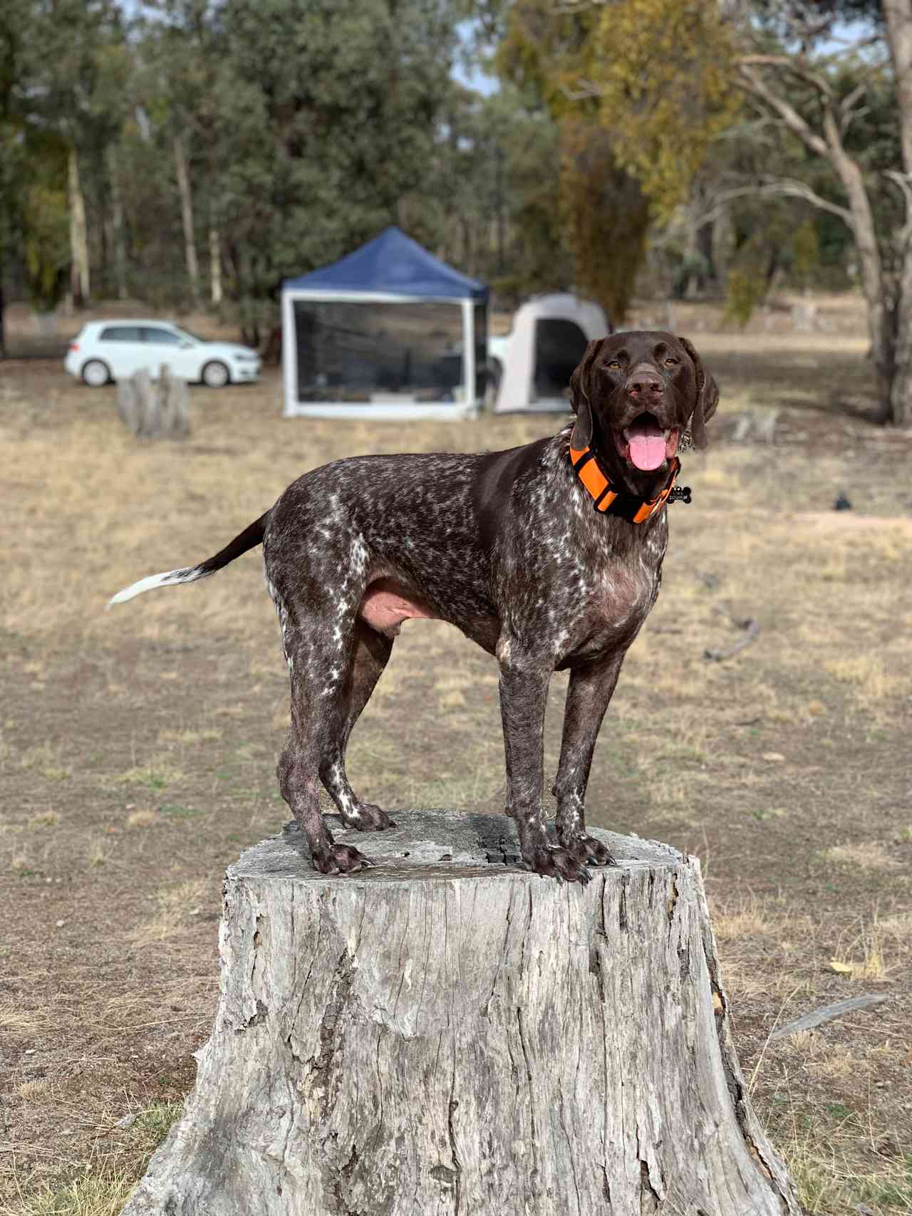 Dogs can be off lead and roam free. Just need to be mindful of kangaroos. 