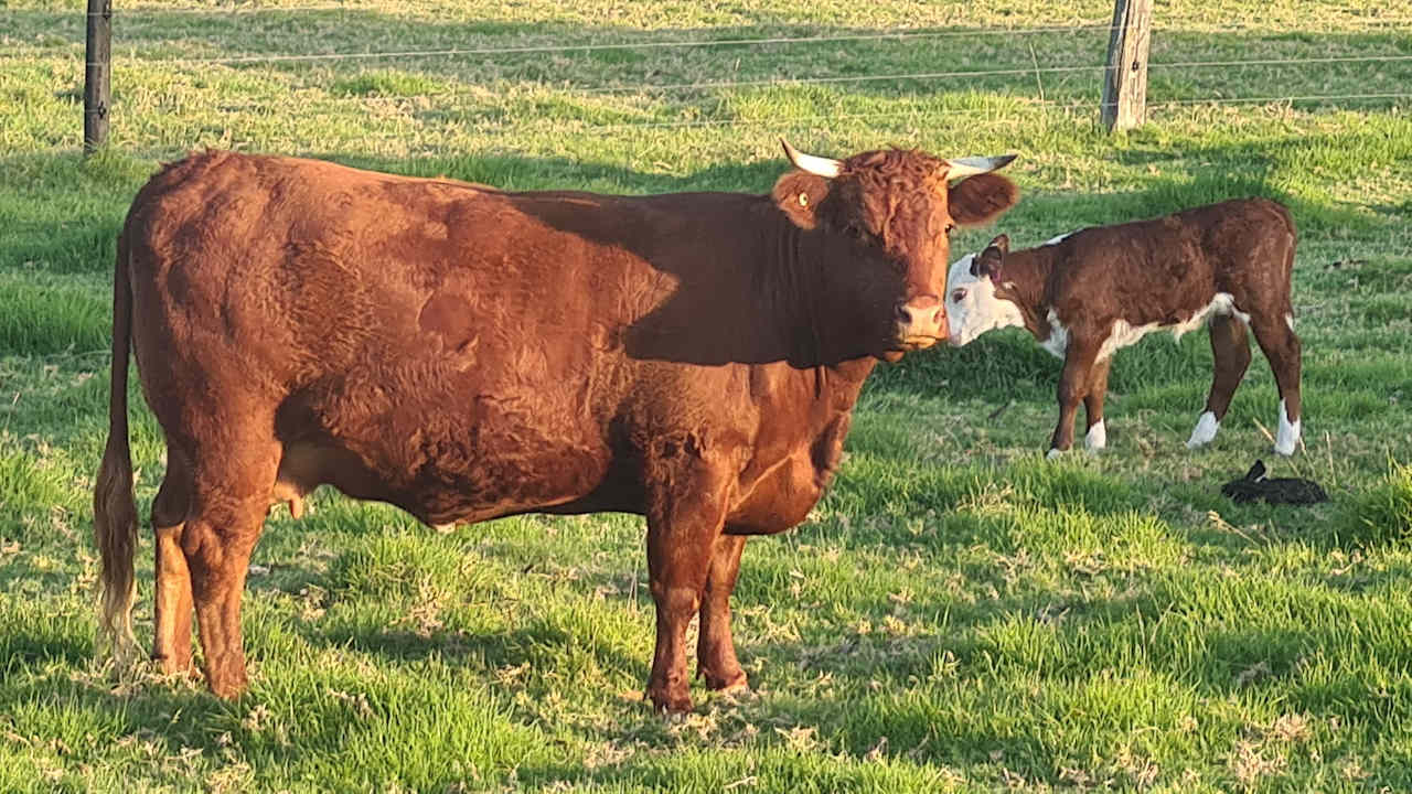 Farm friends