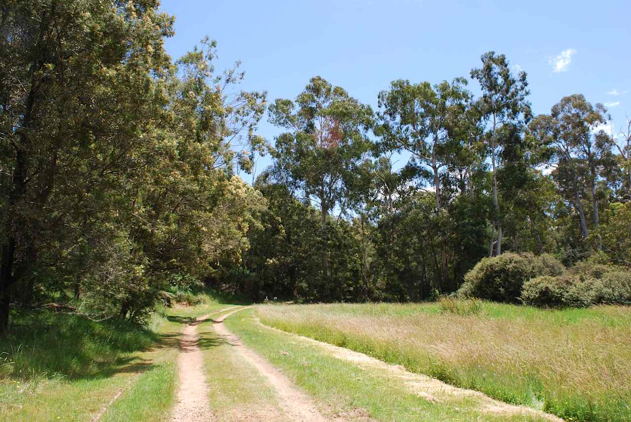 The Fern Glade