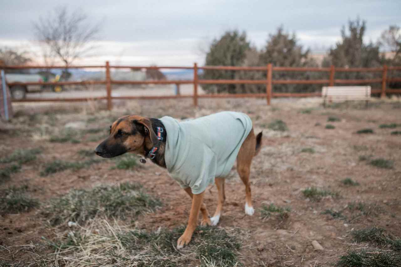 Our dog Lumi loved getting to run freely in the dog park.