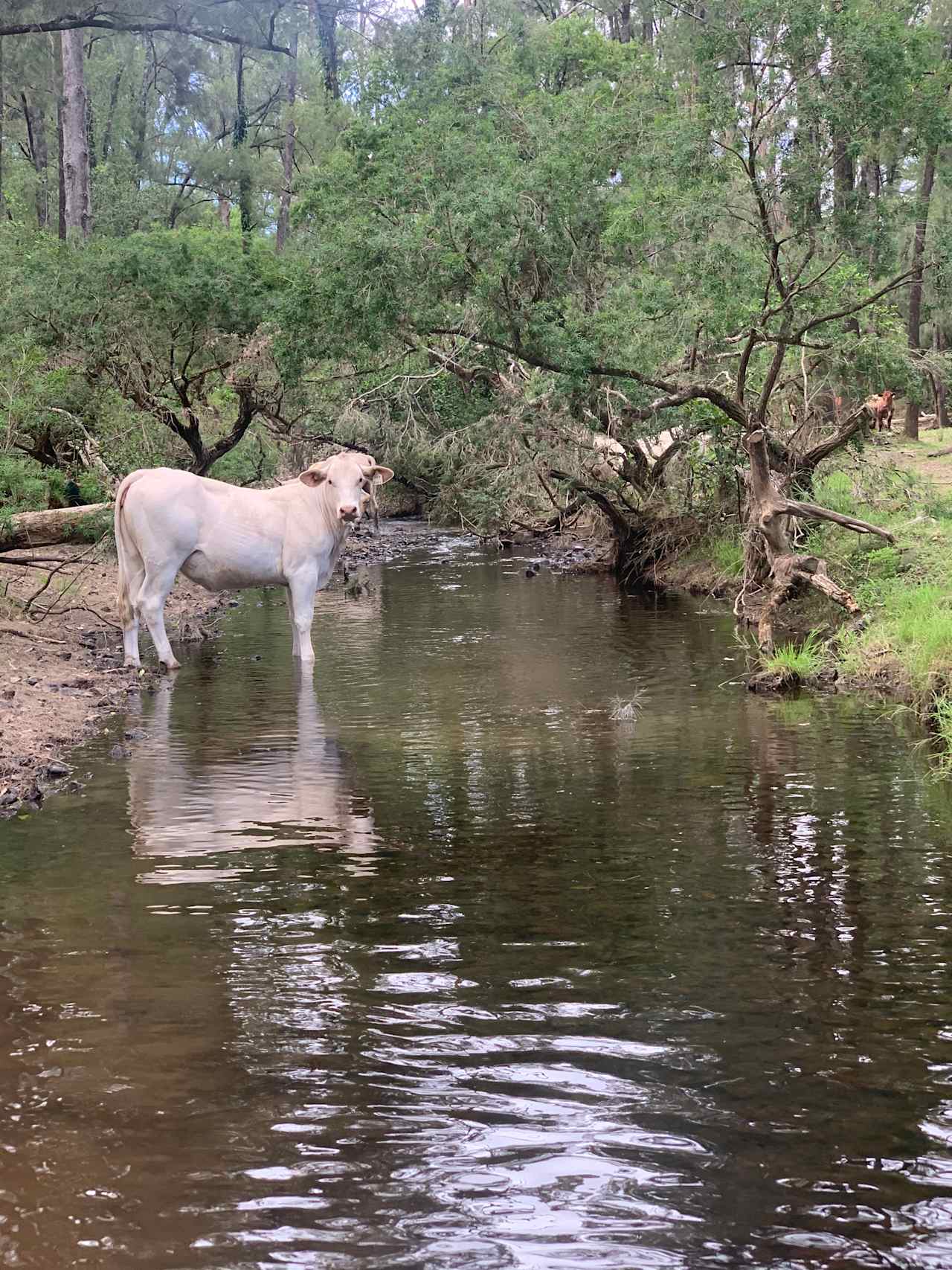 Altamira Along Bakers Creek