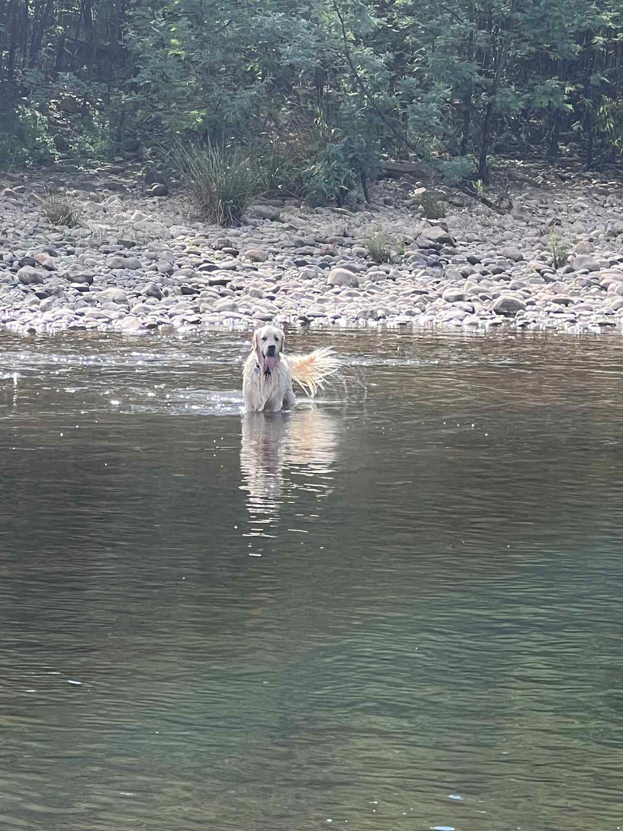 Watson loving the river 