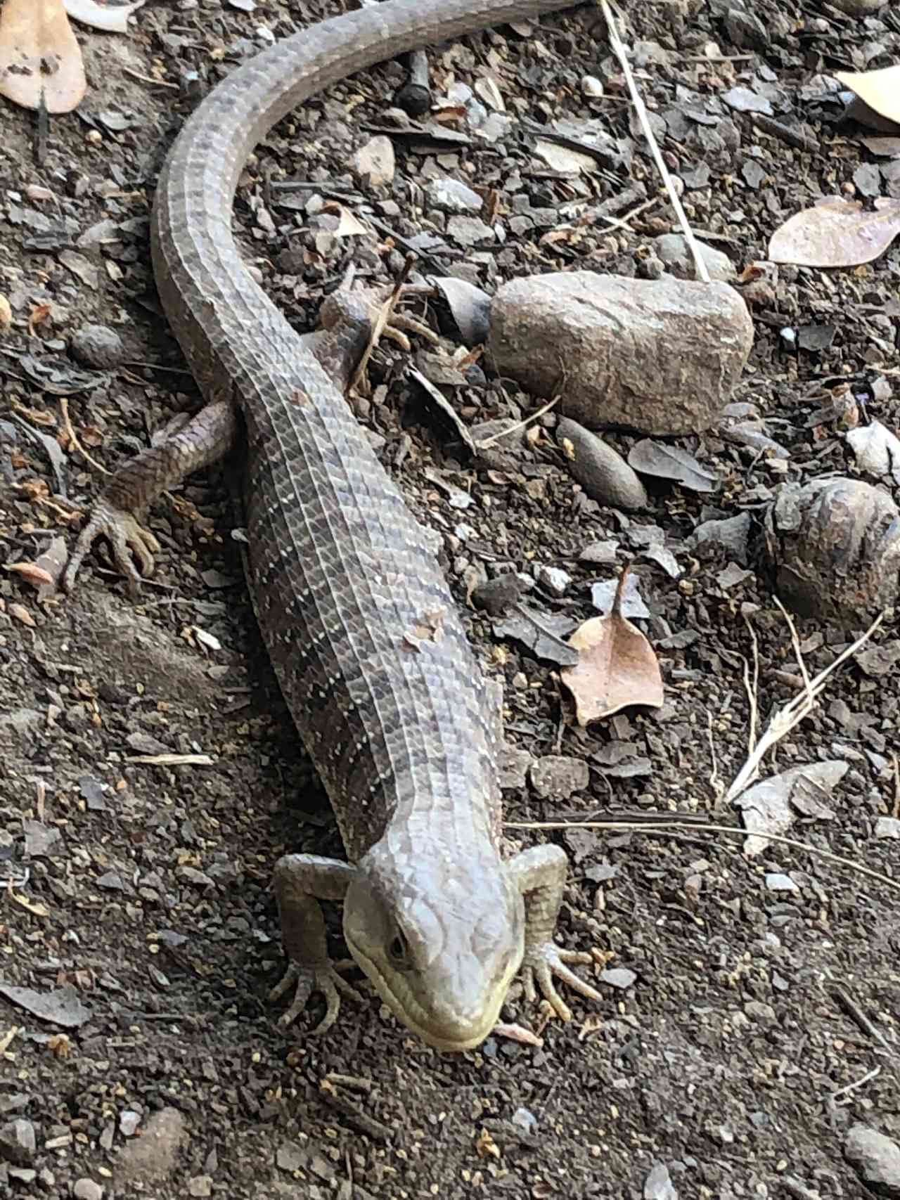 10 different types of lizards on the property can you spot them all? 