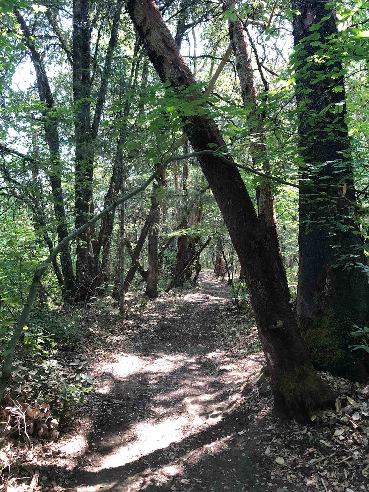 Walking trail on property that connects the campsites beaches ect.  