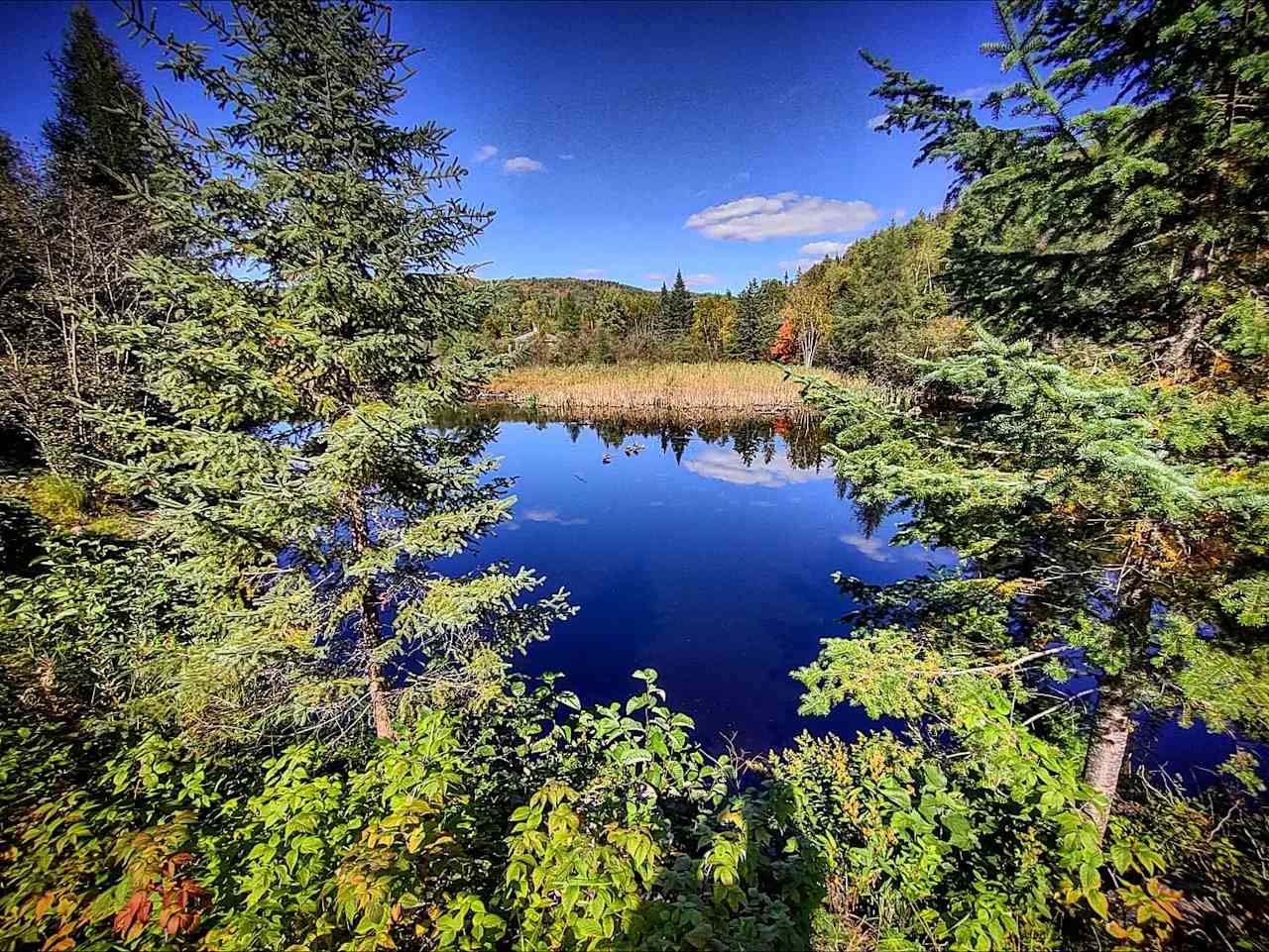 Little Forest Lake