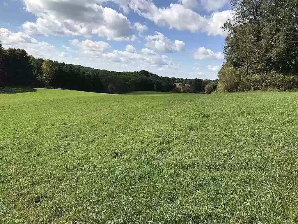 View of Forest from Hayfield