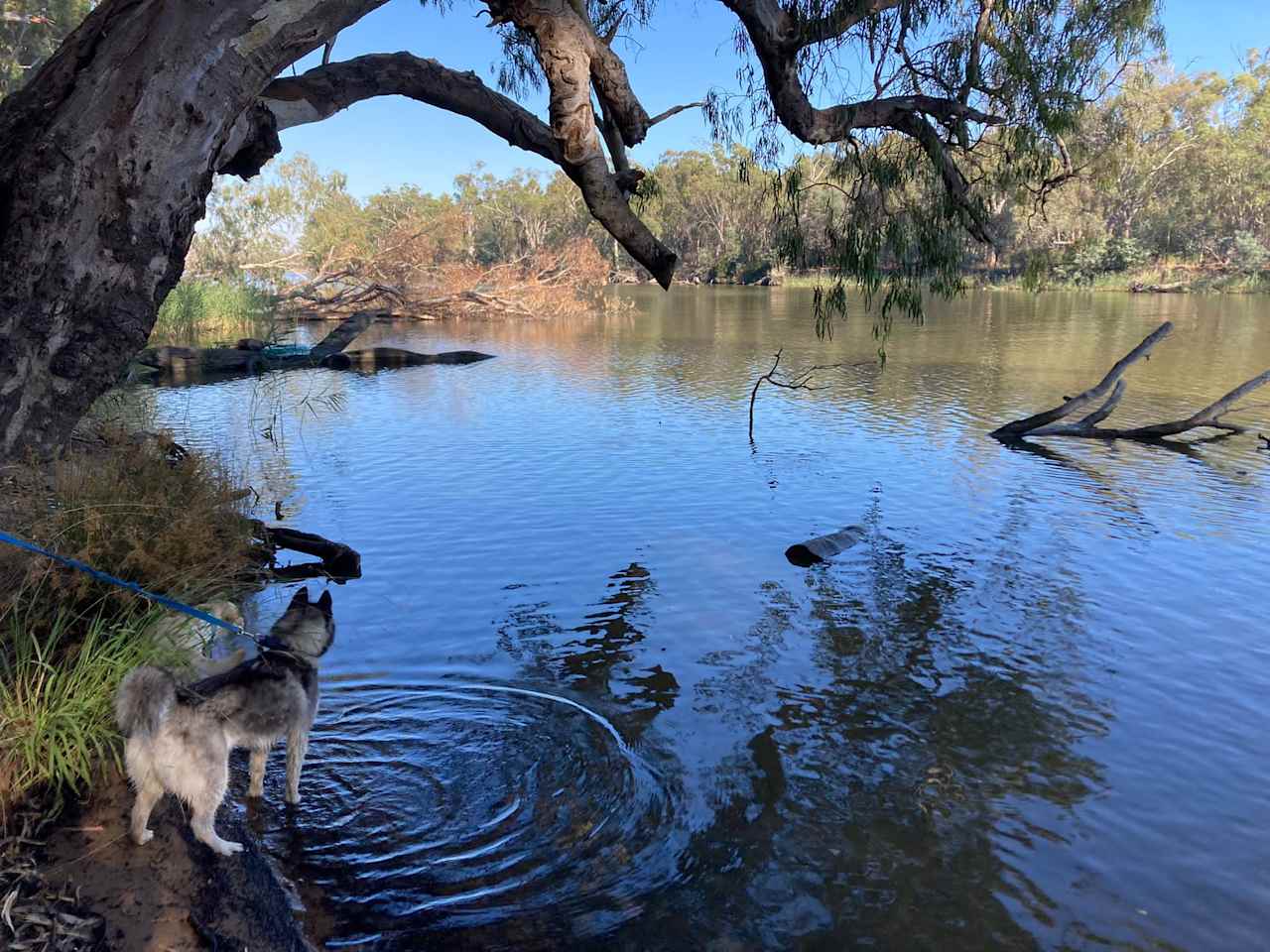 Murray River Bush Camp