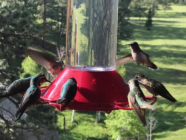 Humming Birds chowing down breakfast.