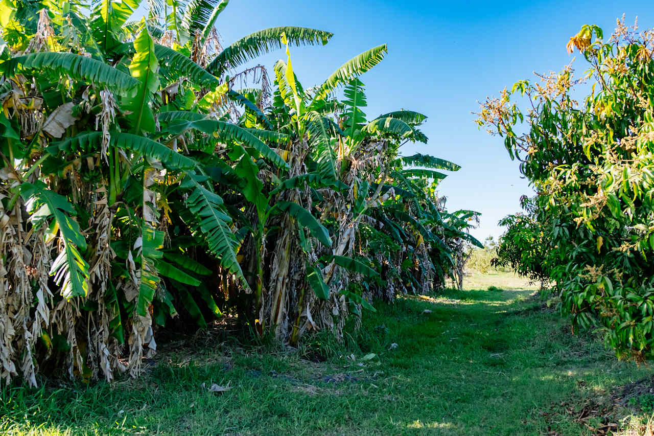 Rows of fruit trees