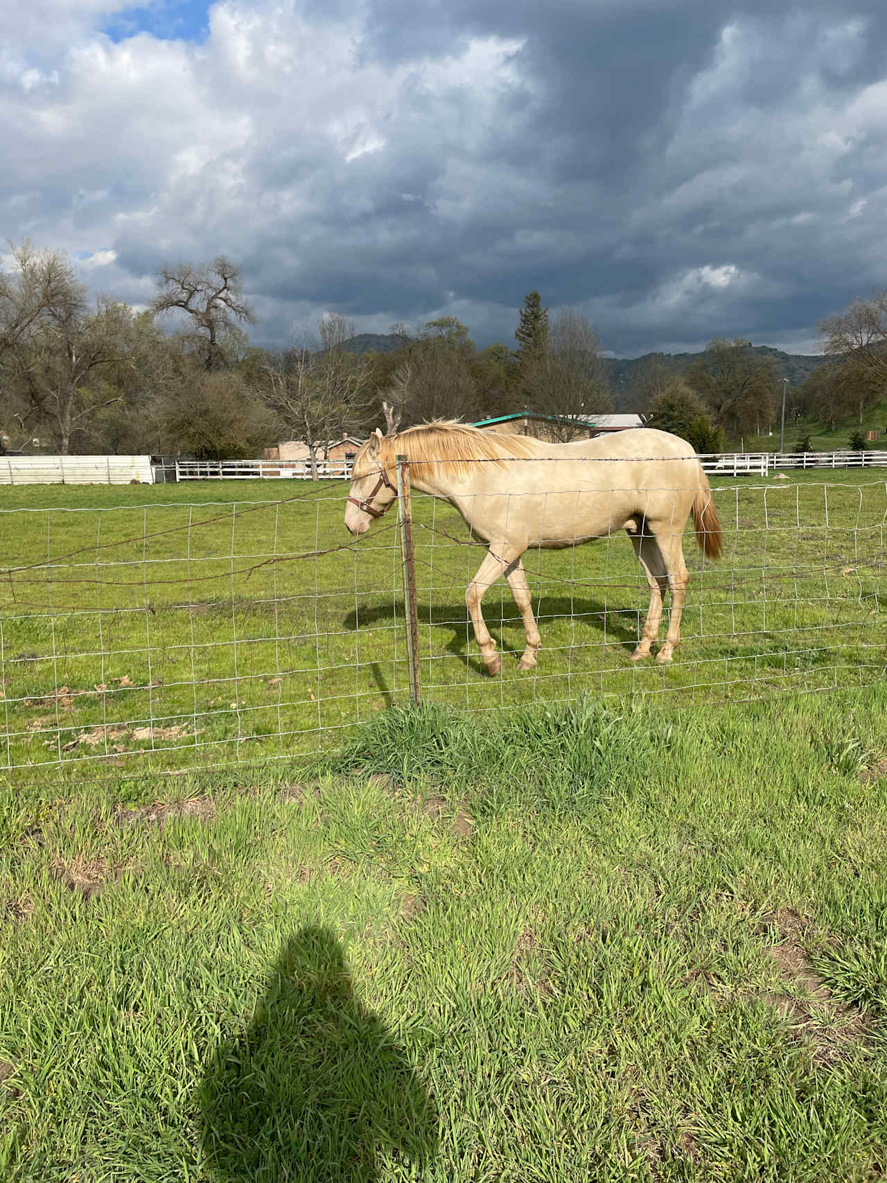 Shadybrook Acres