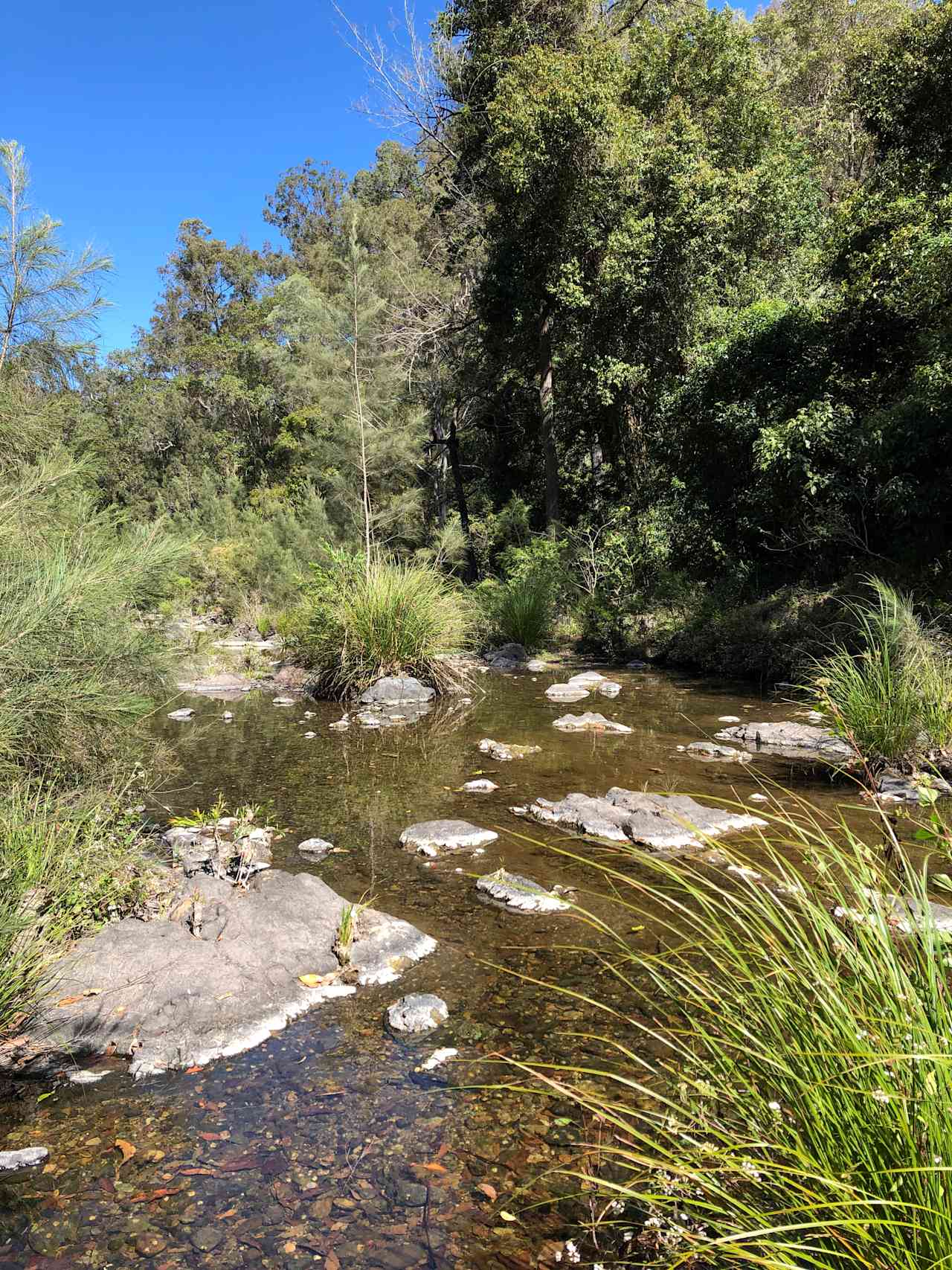 One of the running creeks on the property.