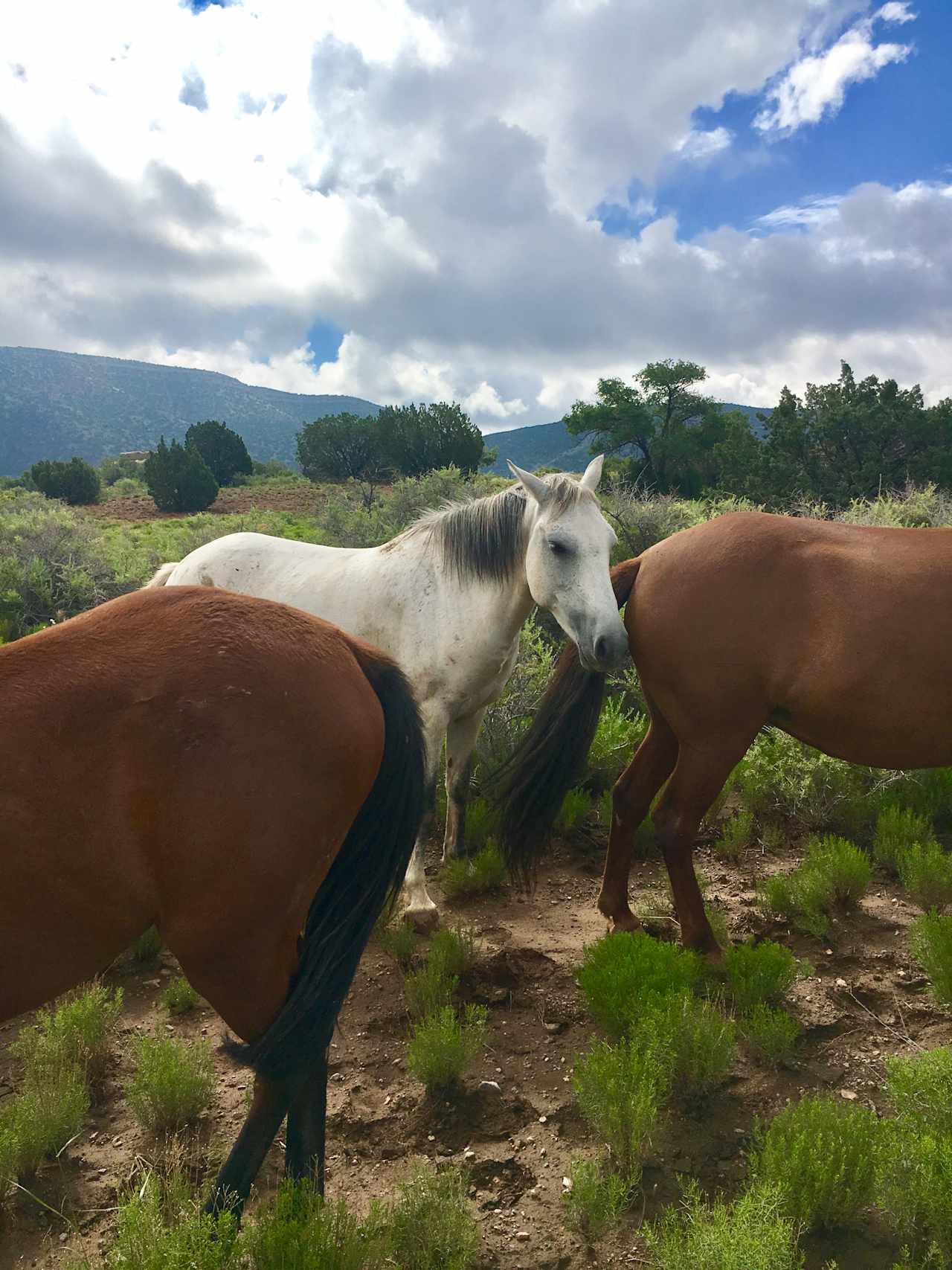 Elk Ridge Ranch