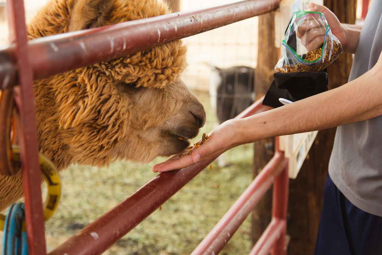 Alpaca feeding