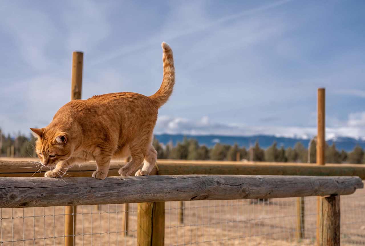 The sweetest cat ever.