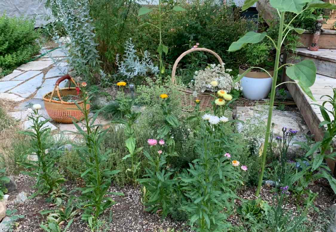 herbs, flowers, fruits and veggies