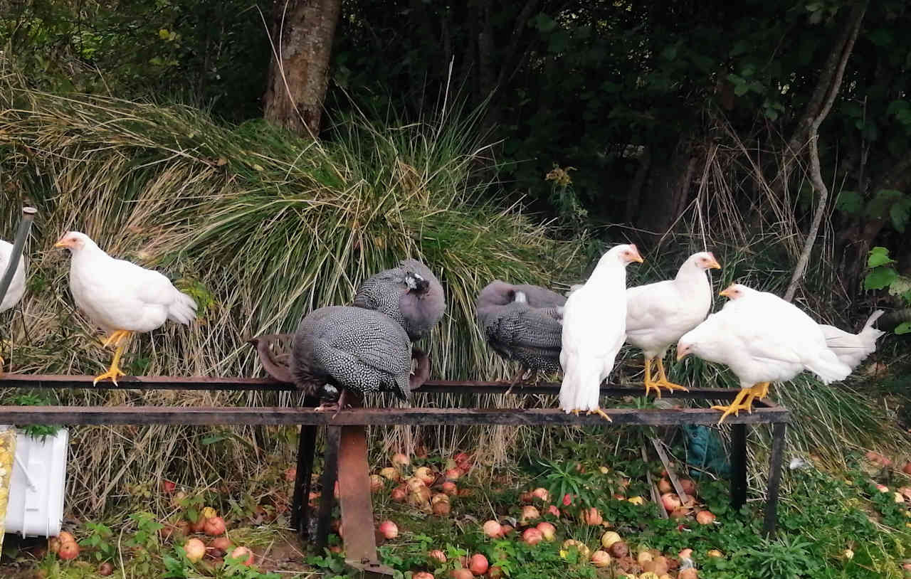 Interact with free-range fowl. Enjoy fresh eggs for breakfast.