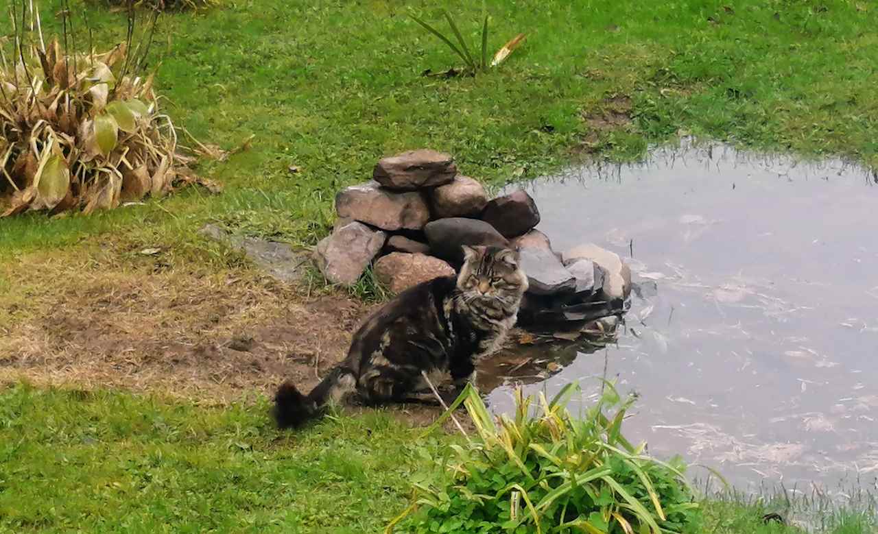 Frog ponds entertain children and pets. 