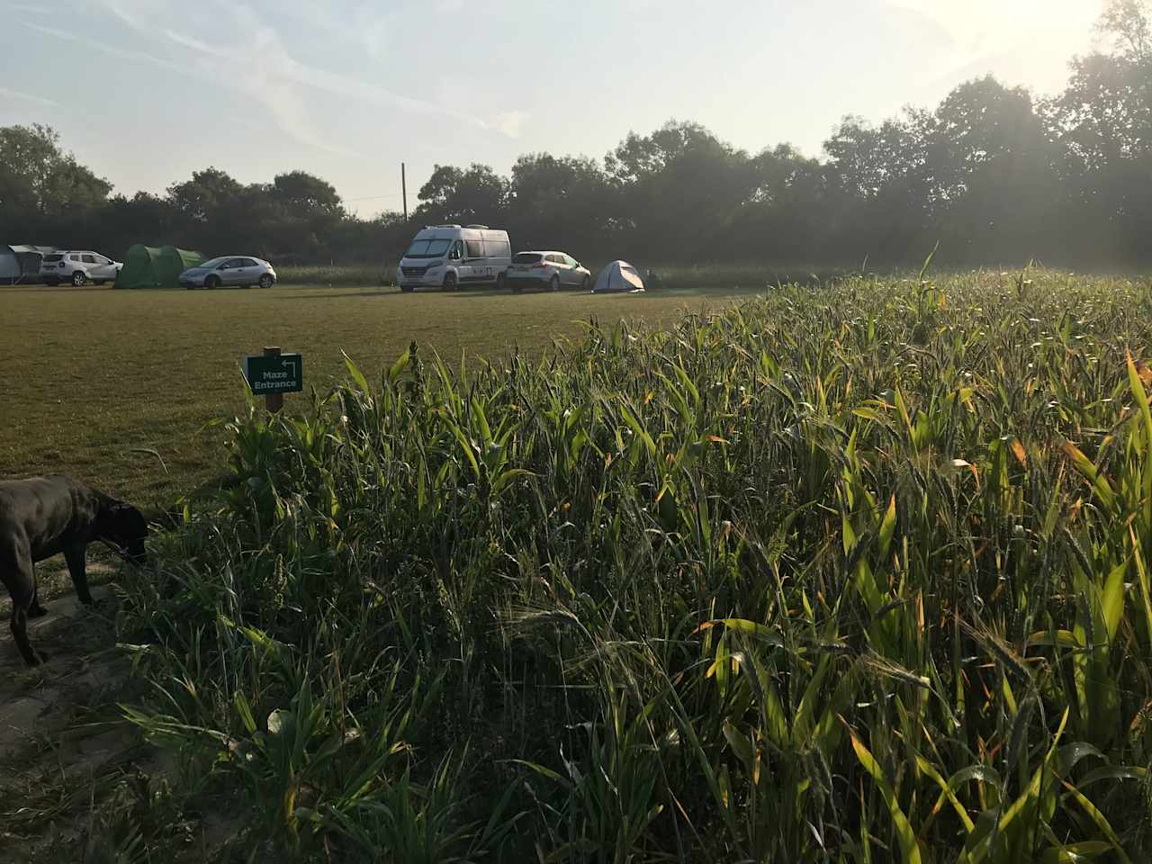 Willow Campsite