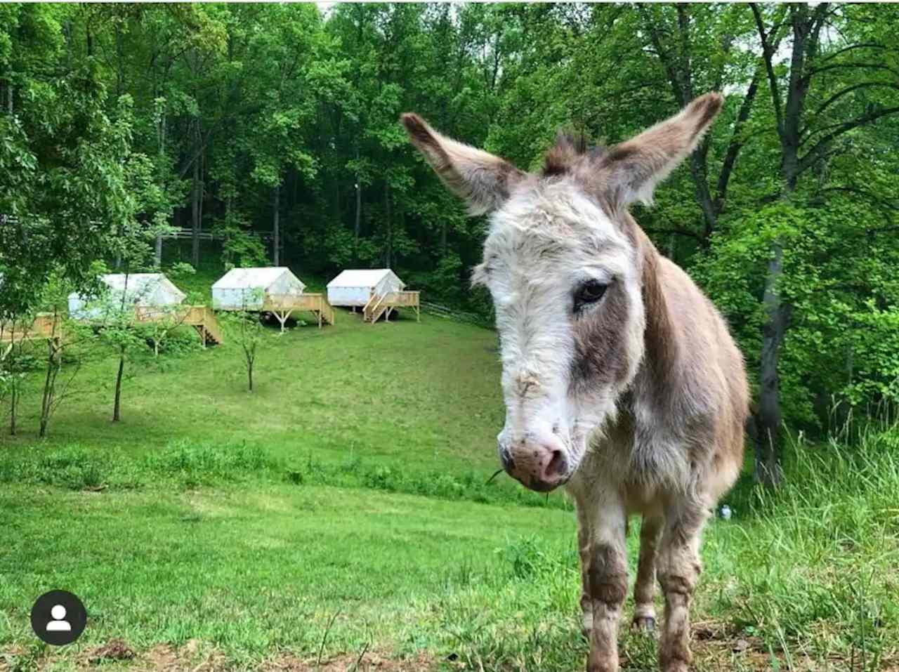 Nurture + Nature - Glamping Retreat