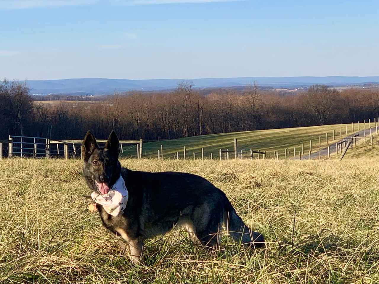 This is Bonnie, our sweet 'Grandpuppy' who often visits the farm. We welcome your friendly pup to Willows Farm, but kindly ask that you keep them from barking at and/or chasing the cattle.