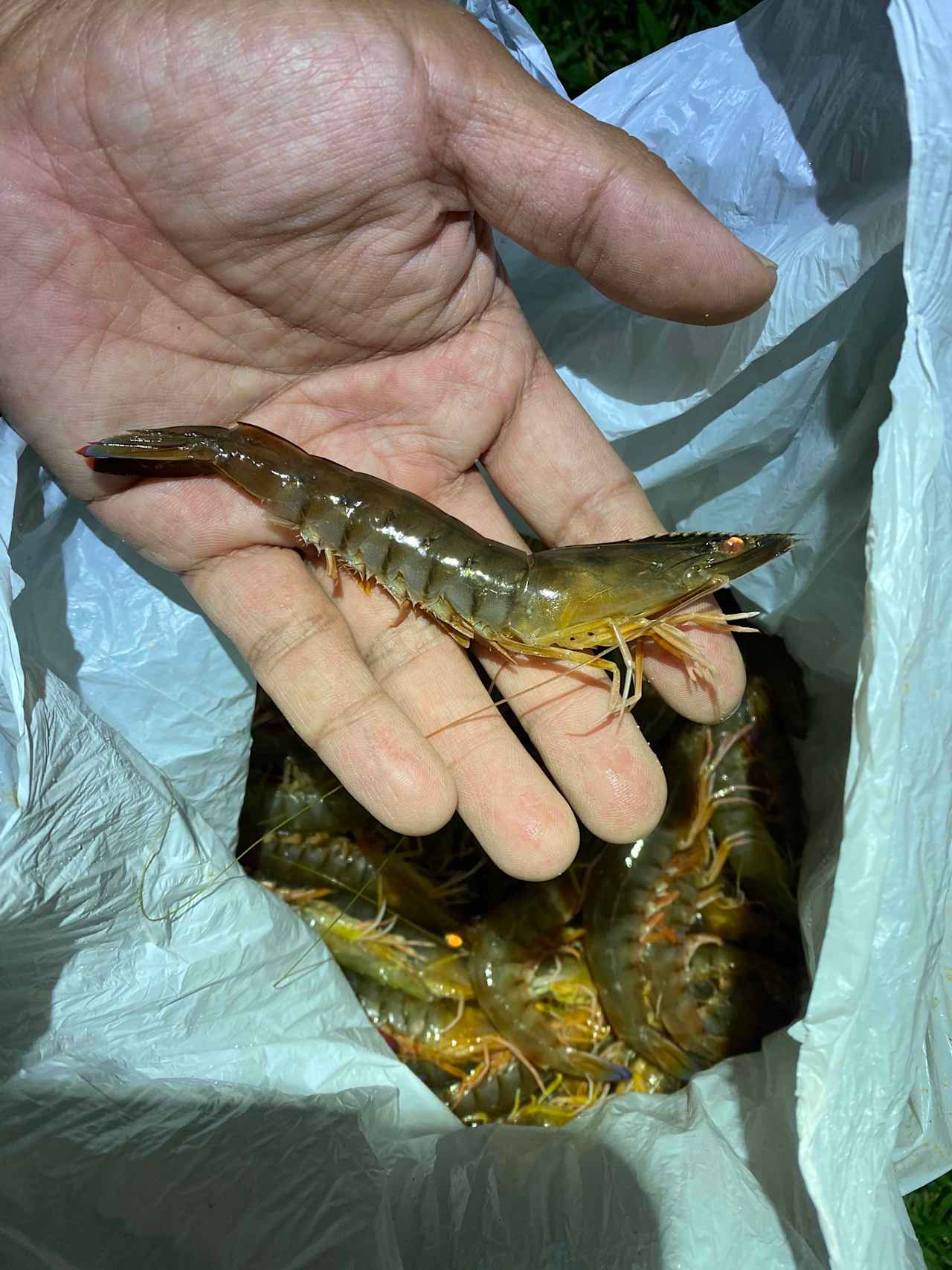 10 mins driving to lake tyers, caught heaps of prawns and kids are so happy