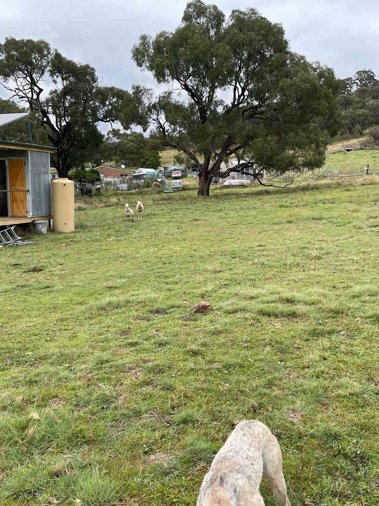 Perhaps you'd like a spot closer to the toilet (we'll move the sheep!)