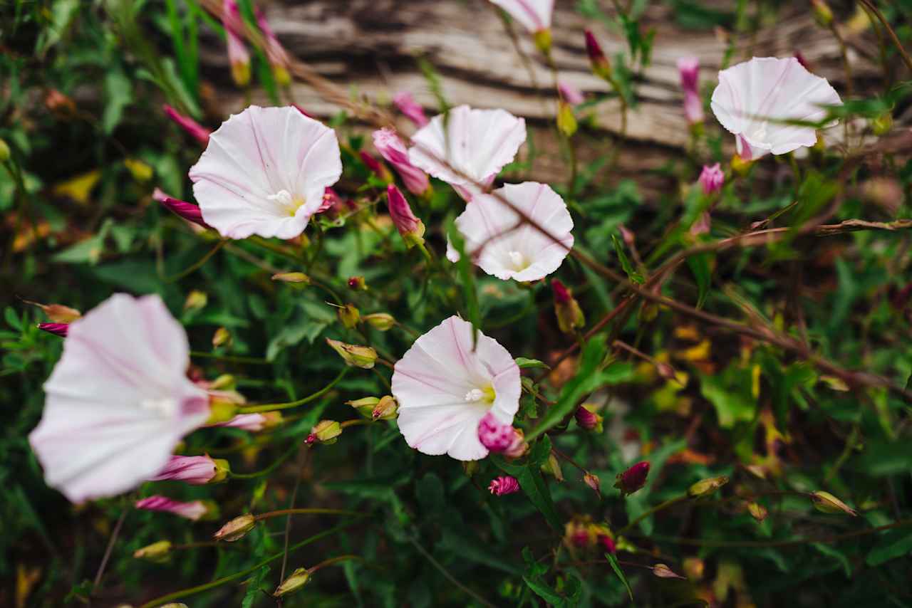 Some of the gorgeous flowers found on the property.