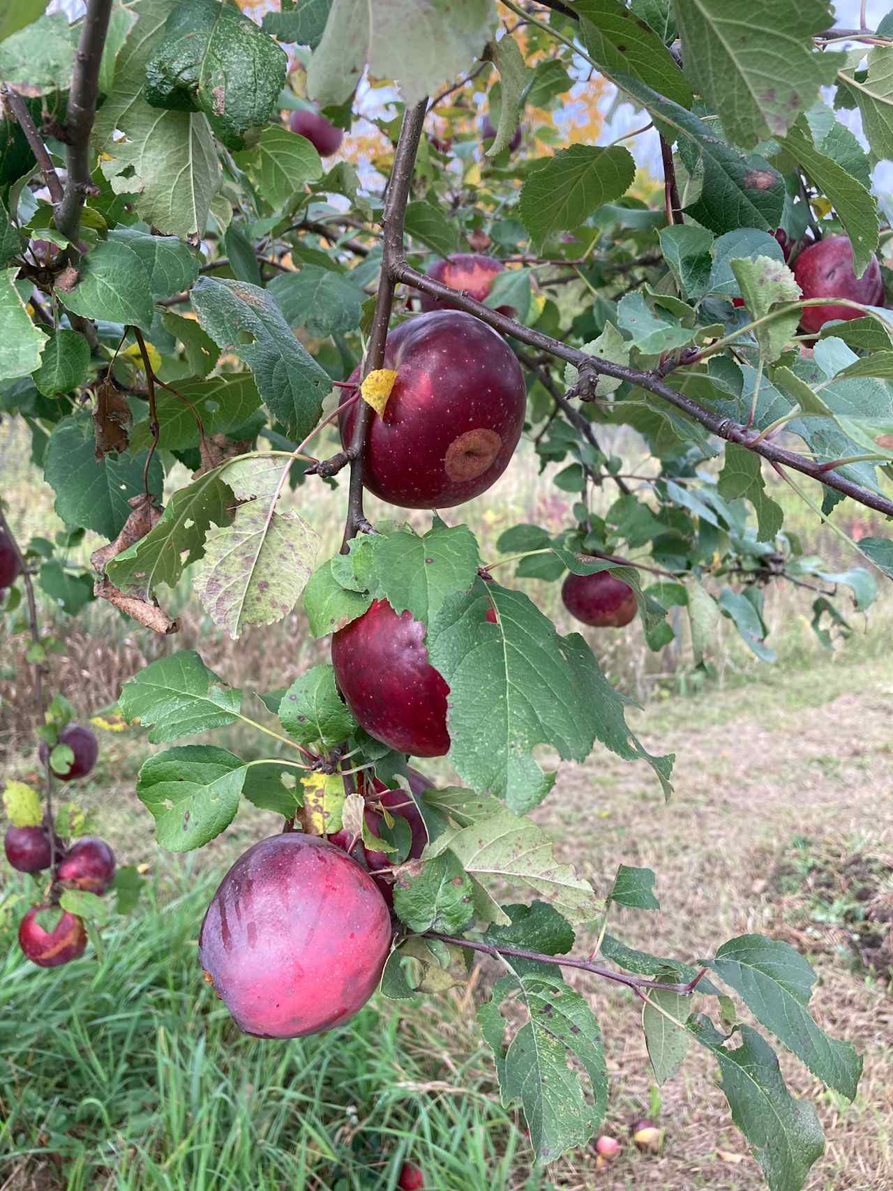 One of the hundreds of wild apple trees on the property.