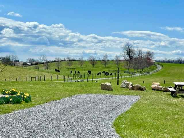 A view of the cattle from the camp site. 