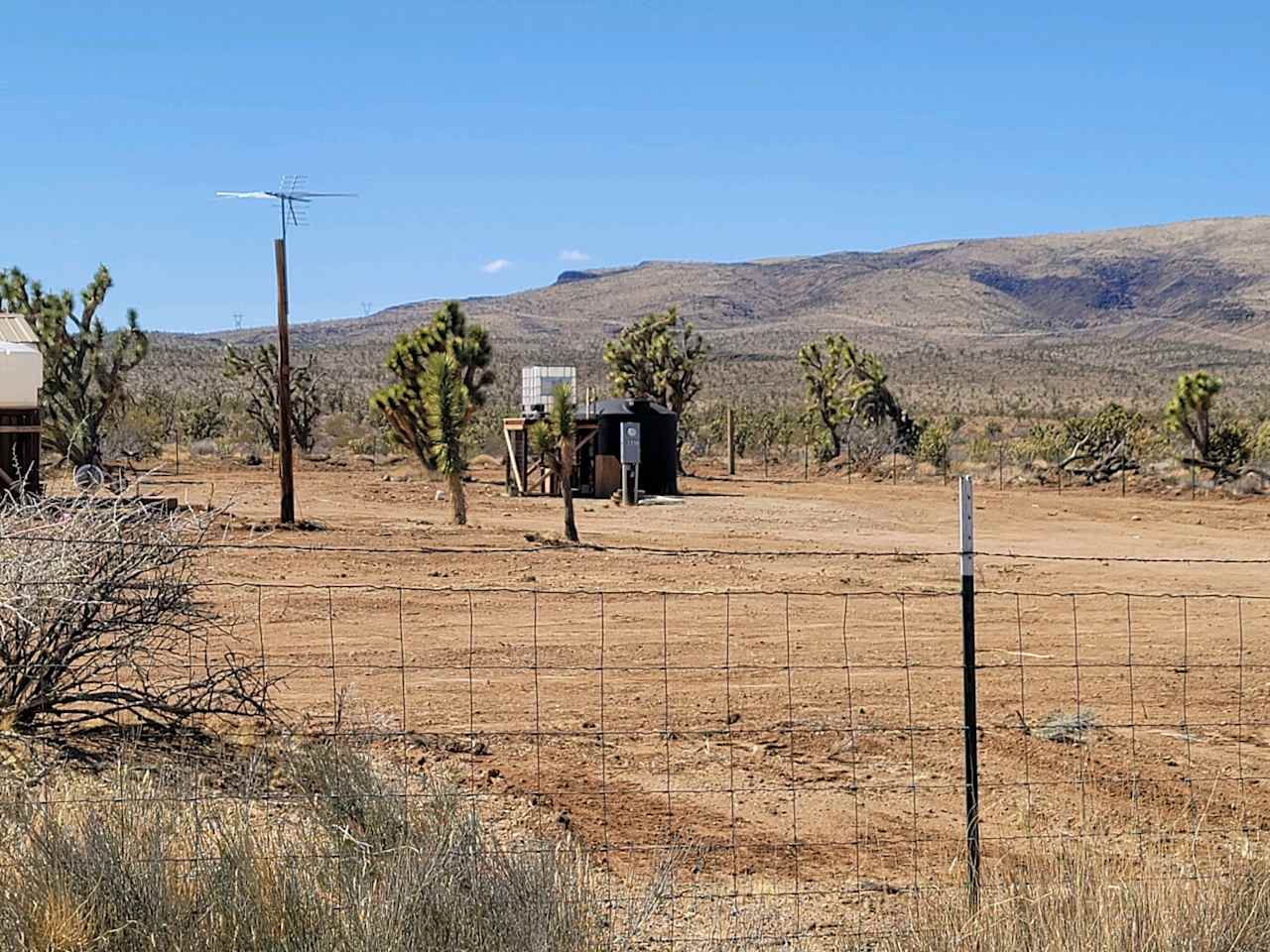 Joshua Tree Forest