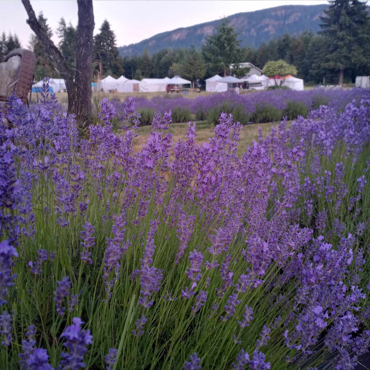 Mountain Lavender Escape