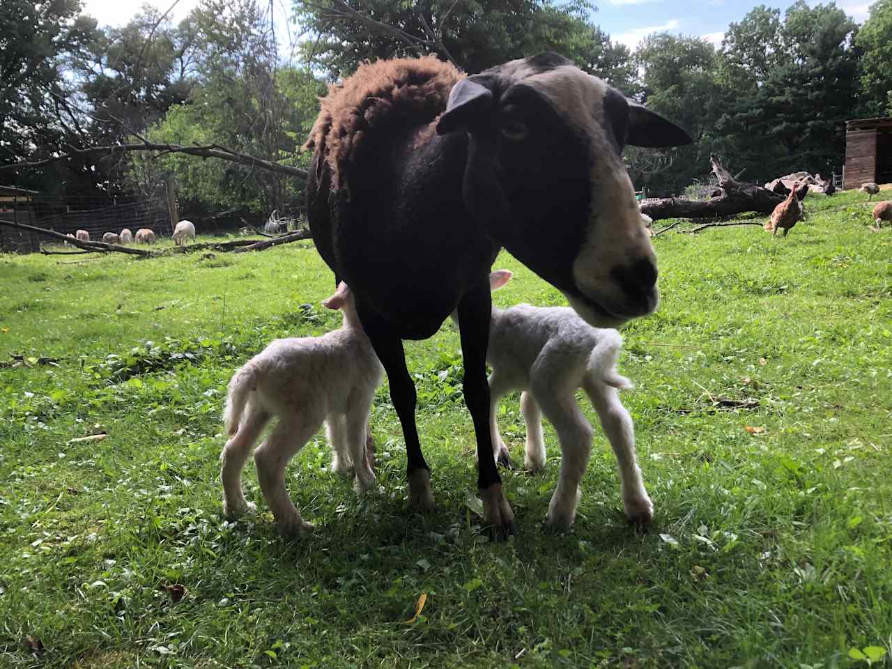 Urban Farm