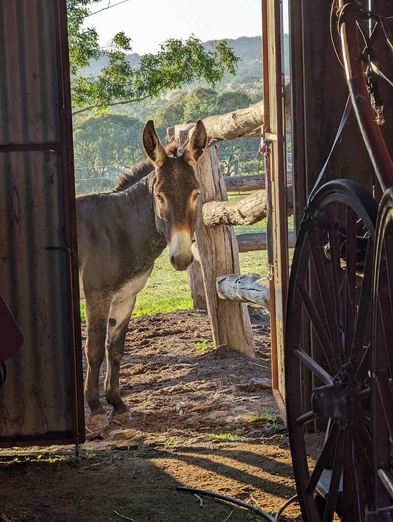 Barney, our resident donkey