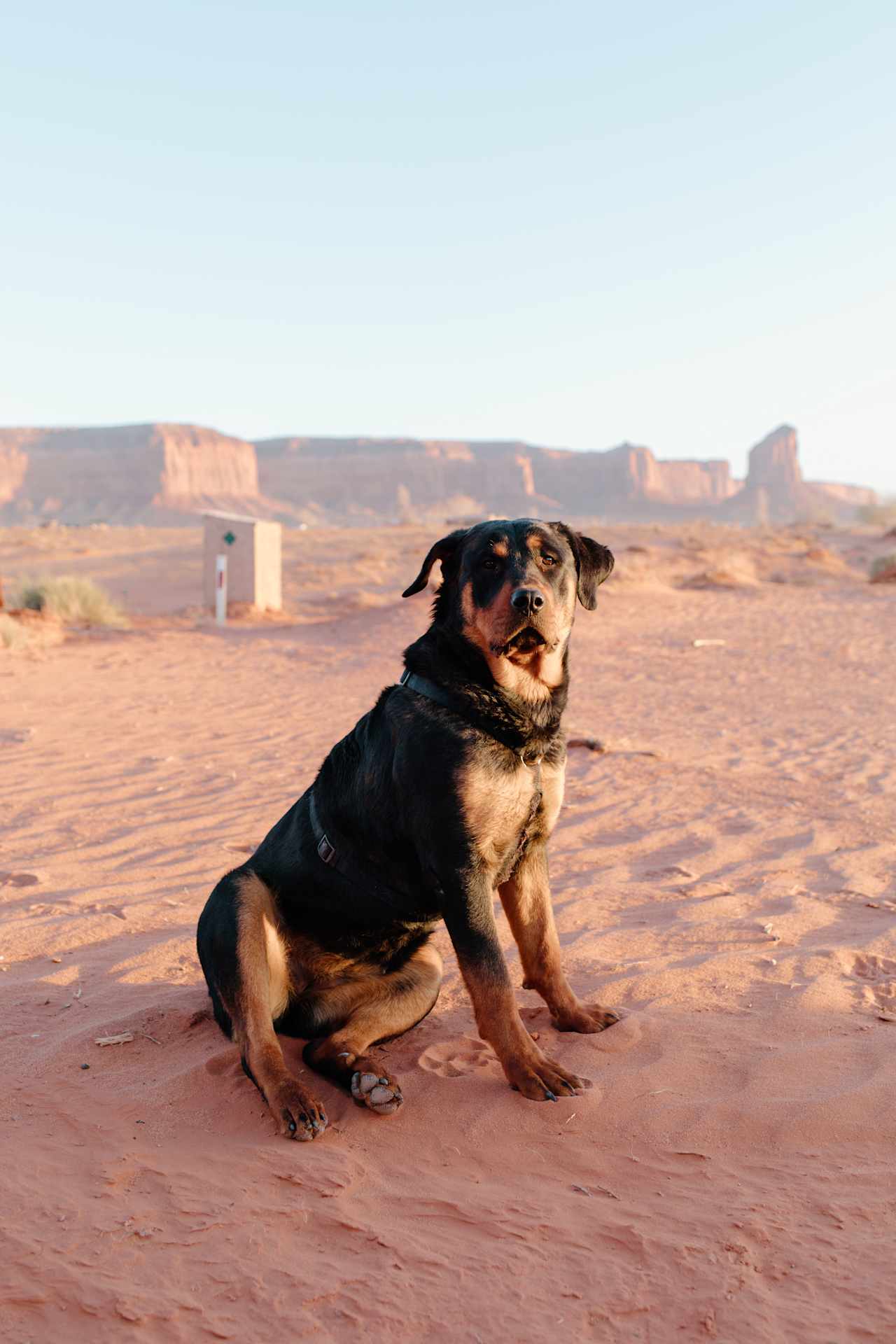 The sweetest camp pup ever!