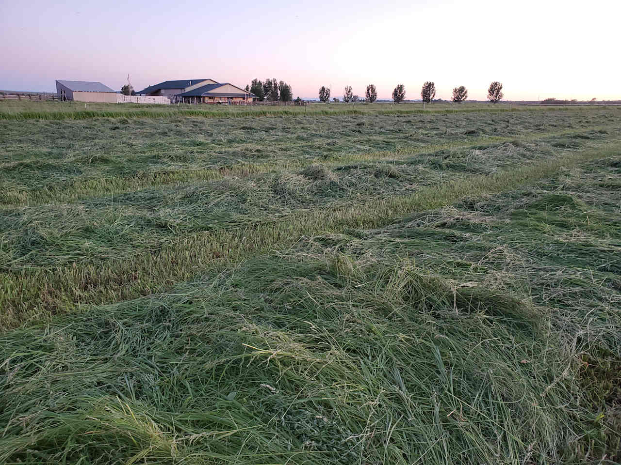 Horses and Hay