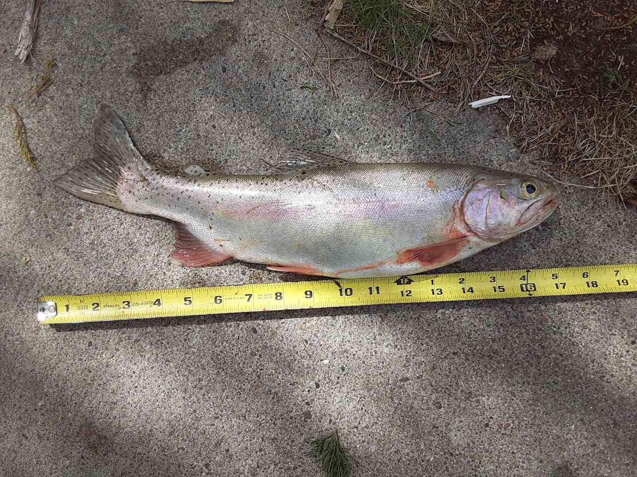 Owner has caught trout every month of the year