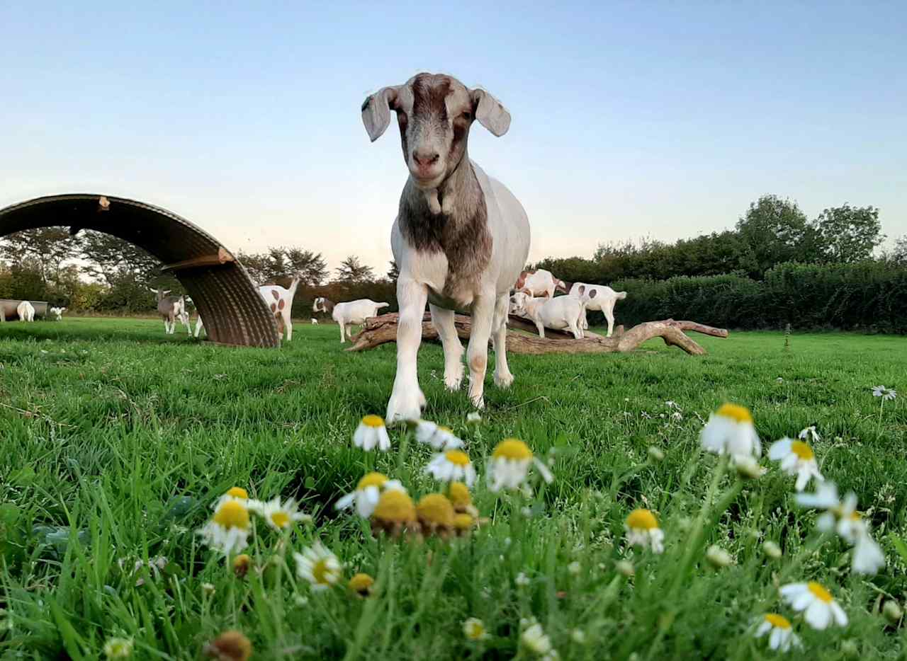 Wookey Farm