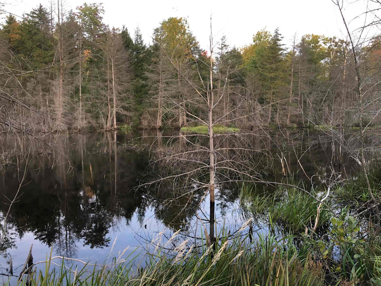 Beaver Pond