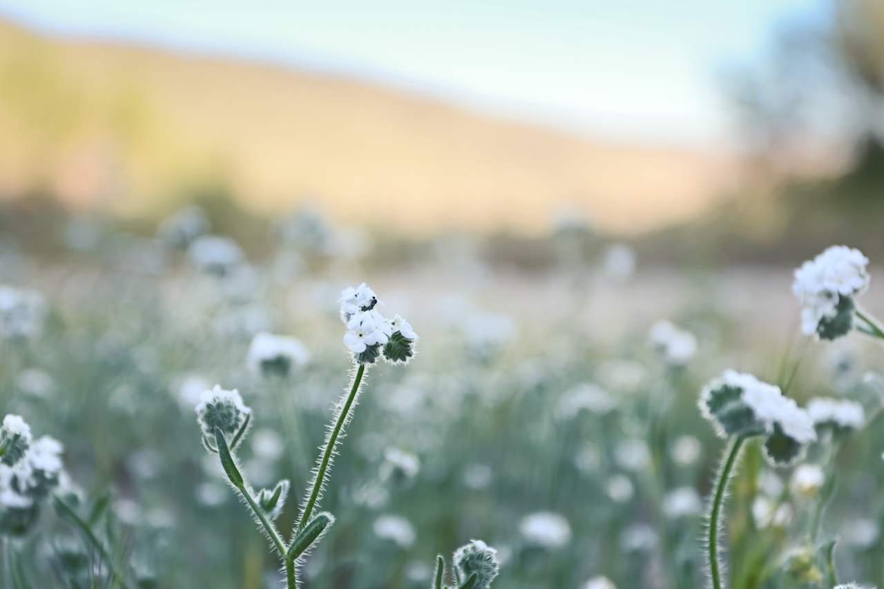 Some wildflowers on our hike.