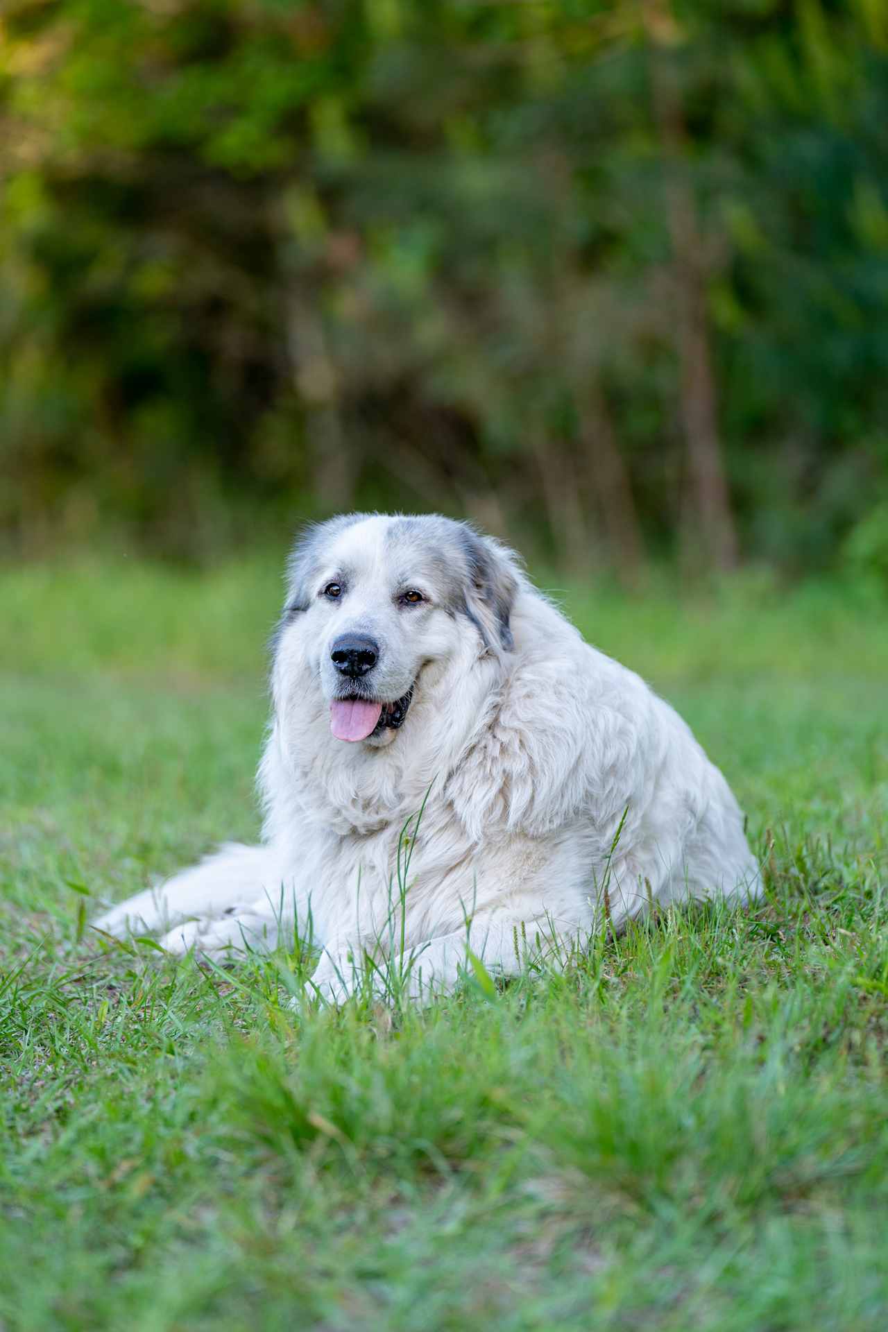 Allie's dogs are so friendly!