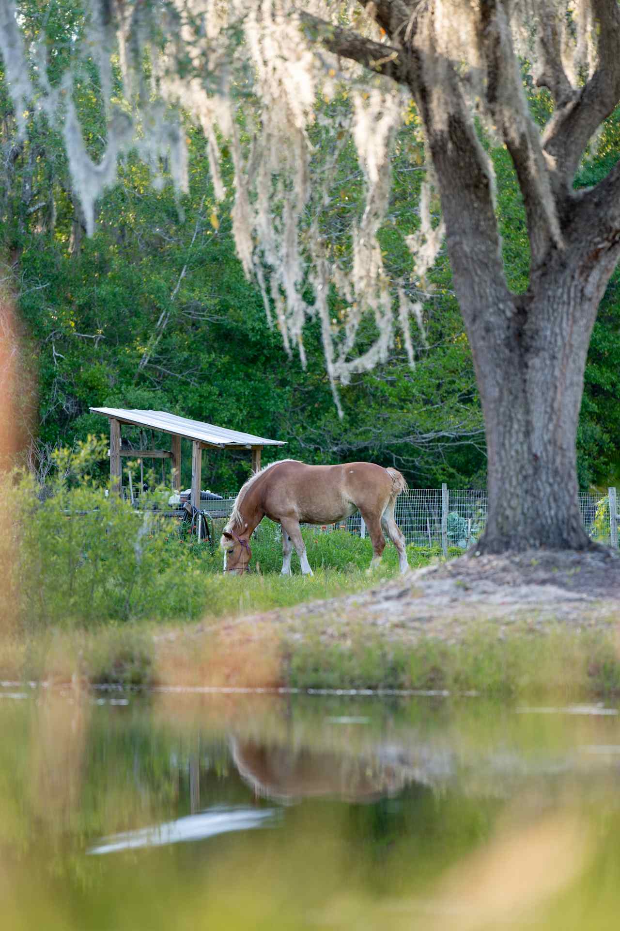 Watching the horses graze!