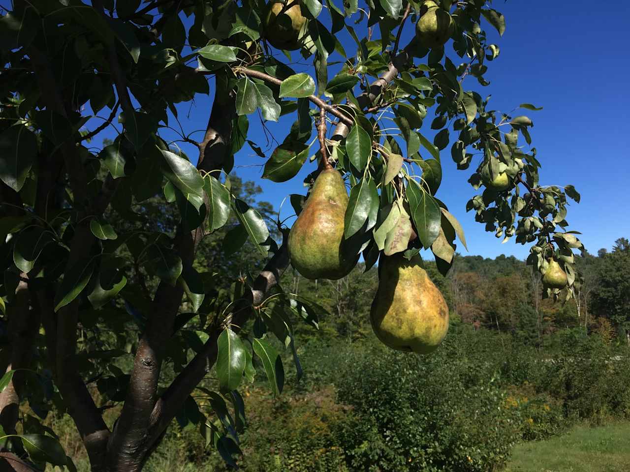 Pears