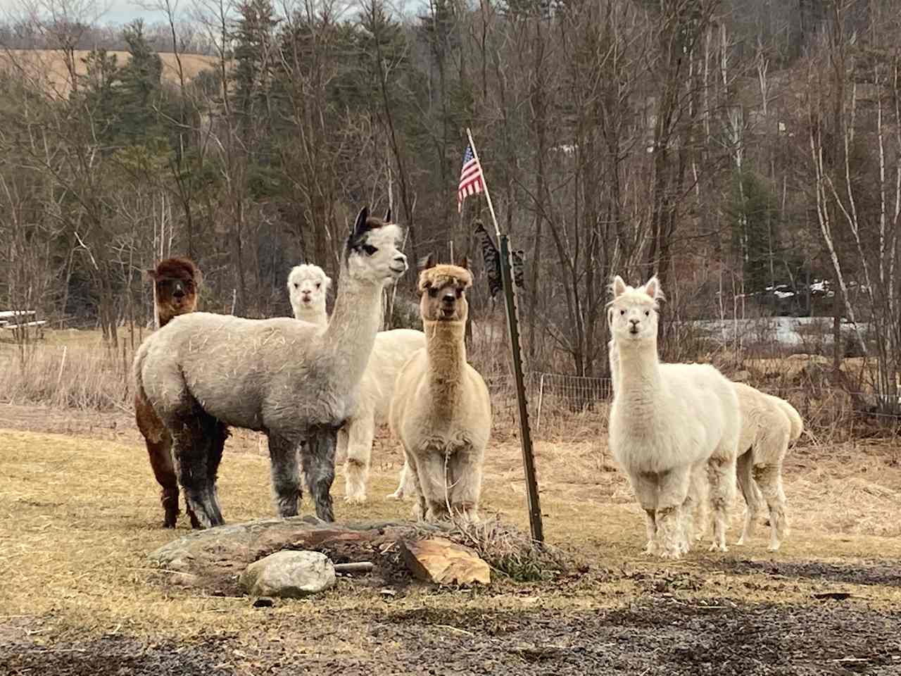 Alpacas