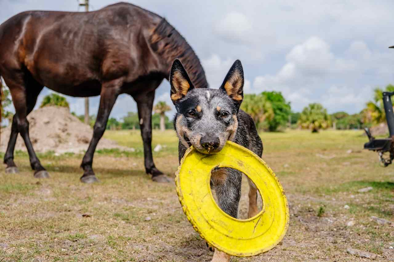 Friendly farm dog