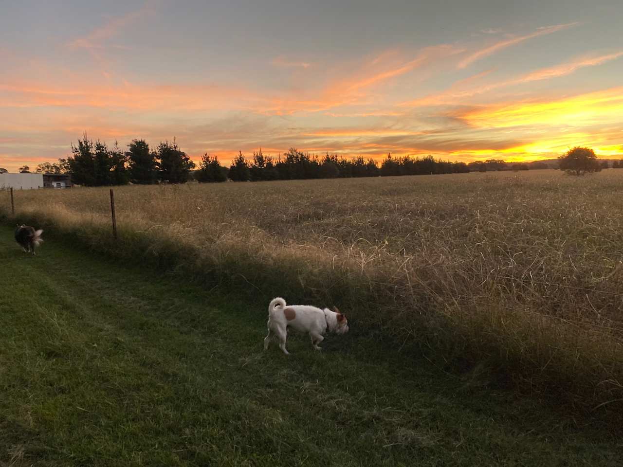 The Hobby Sheep Farm