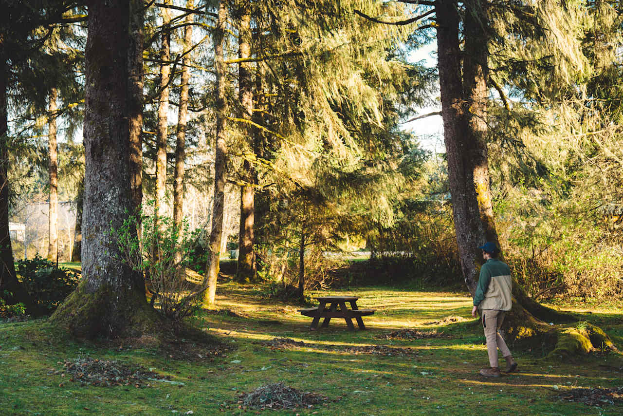 The forested tenting area. 