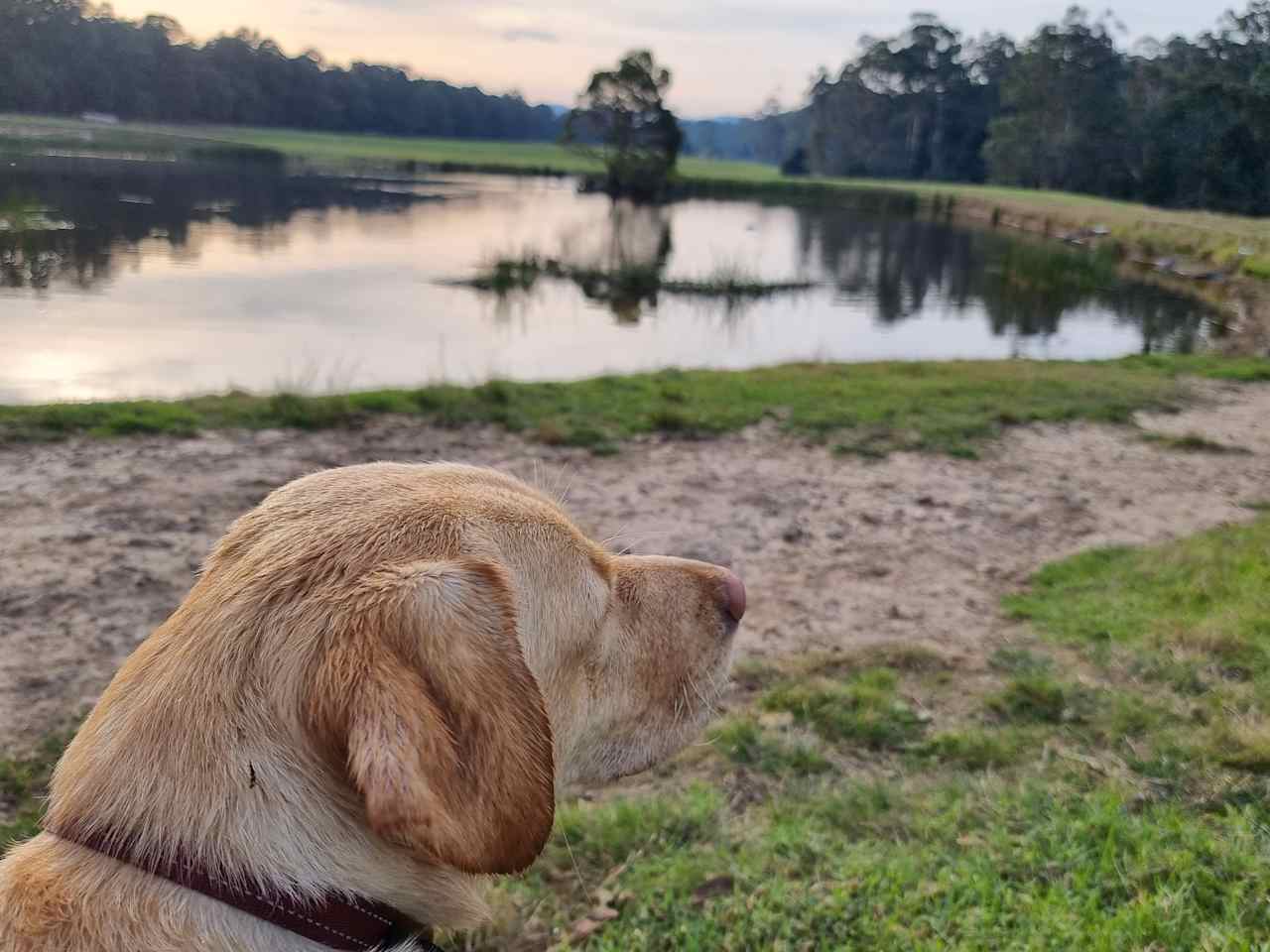 Bruthen Creek Pastoral Farmstay