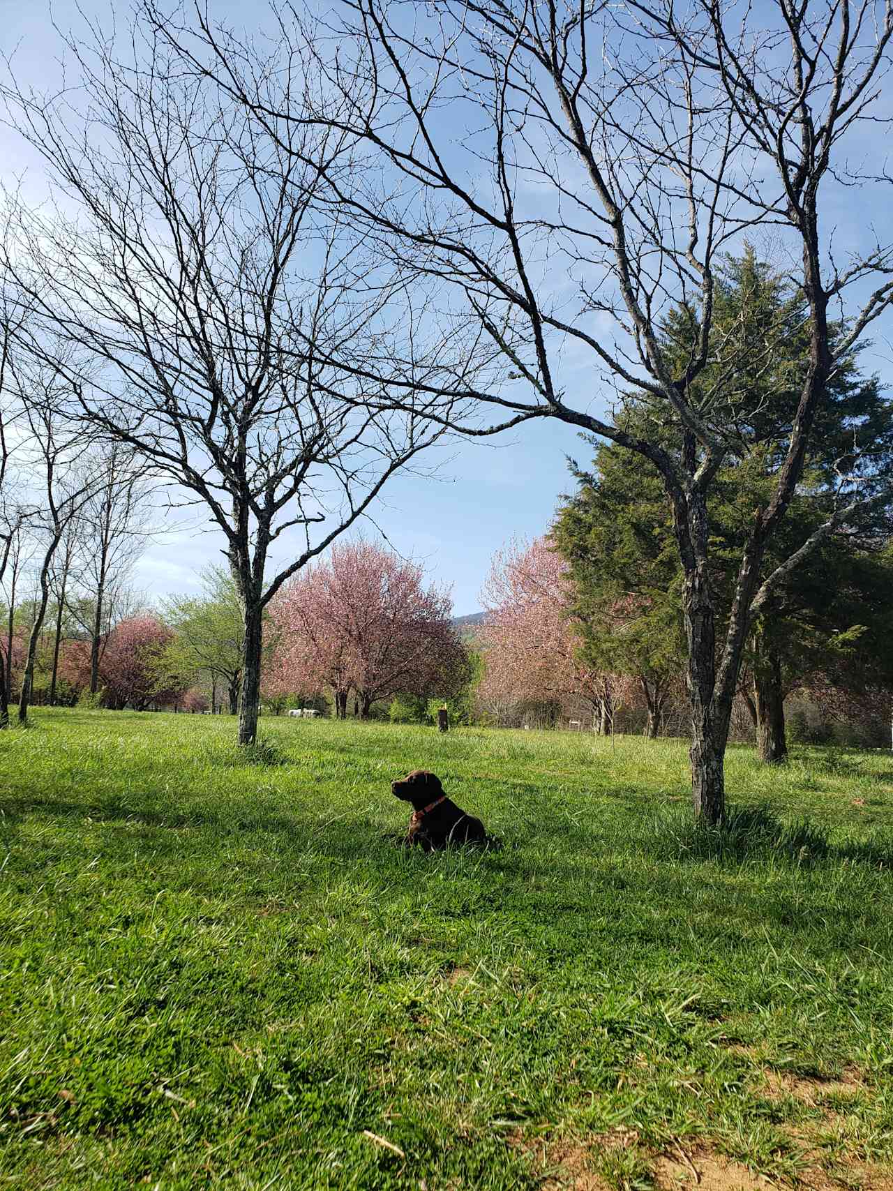 This was my pup relaxing