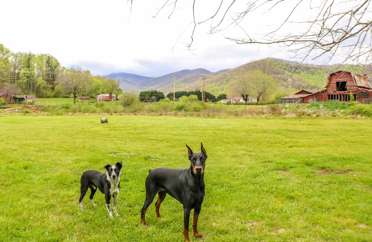 Meet the camp dogs!