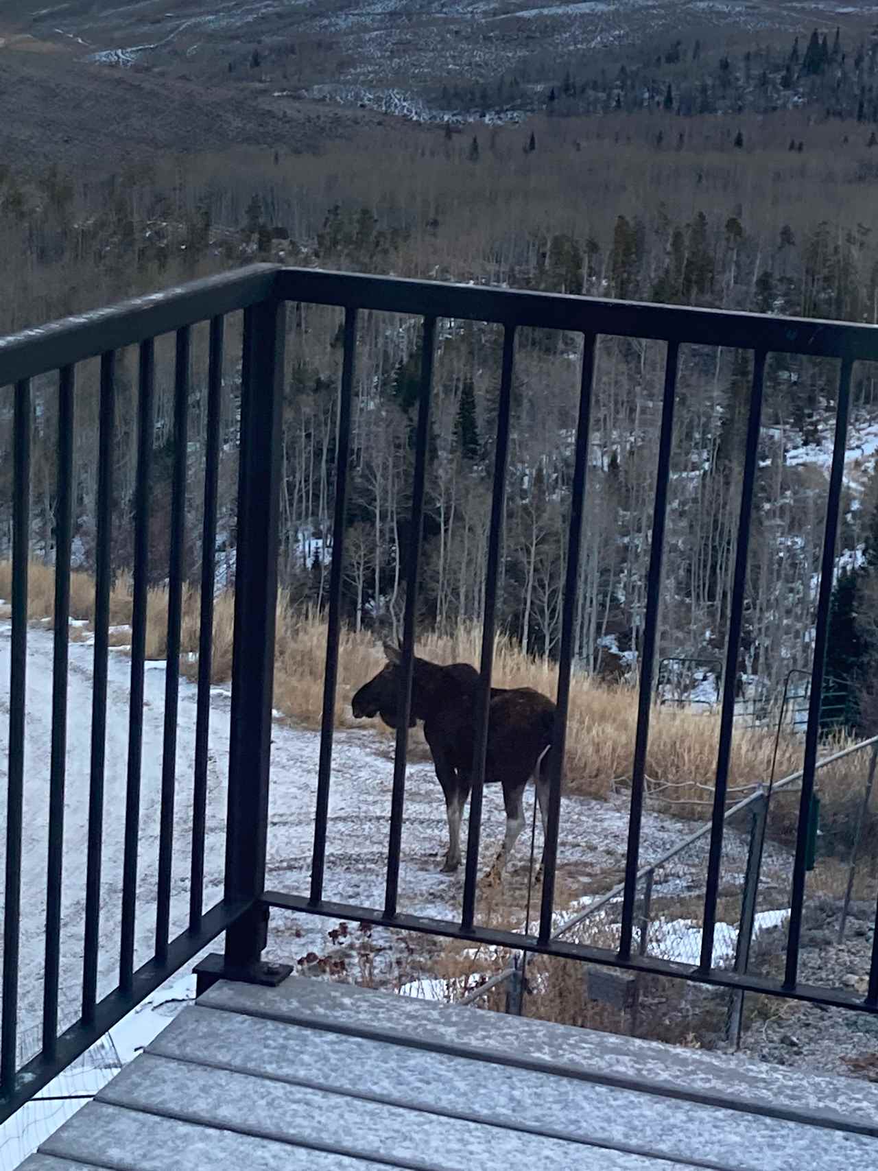 Wildlife at your door!